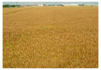 収穫前の麦畑（前橋市亀里町）